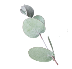 葉